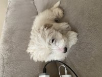 Dünyanın en tatlı canlısı maltipoo köpeğimiz