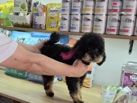 ÇOK ÖZEL TOY POODLE KIZIMIZ