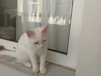 Van kedisi acil sahiplendirme