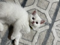 Dişi british shorthair yavrumu sahiplendirmek istiyorum