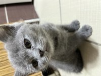 2 aylık british shorthair şekerler sahiplerini bekliyor