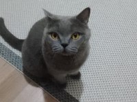 Akıllı Kedimi Sahiplendiriyorum