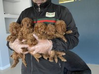 SAFKAN RET BROWN TOY POODLE YAVRULARI ANKARA 