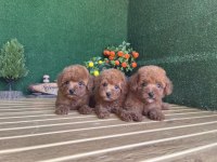 Toy Poodle Köpekler Referans Yavrular