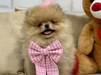 Mini teddy bear pomeranian boo