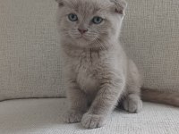 1 ocak doğumlu scottish fold yavrularımız