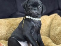 HARİ SİYAH PUG MOPS YAVRULARIMIZ