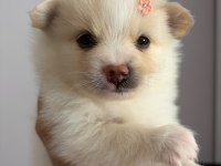 2 Aylık Pomeranian Alman Spitz