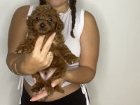 Sağlık garantili toy poodle