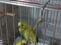 Çift Muhabbet kuşu ve kuş kafesi