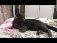 British shorthair kedimiz 2 yaşında
