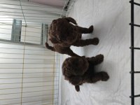 Kore Kızımın RED BROWN DİŞİ YAVRU Poodle