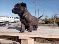 Belçika malinois 37 günlük orijinal yavrular