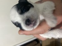 2 morkie yavrumuz kaldı