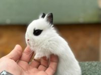 Netherland Dwarf Cüce Tavşan Çiftliği