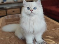 Ev ortamında büyüdü british longhair