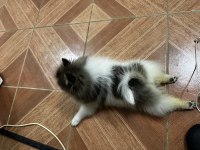 Irk ve sağlık garantili pomeranian