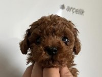 Daha güzeli yok red brown kore poodle yavrular