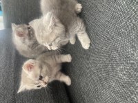 British shorthair minnoşlar sahibini bekliyor