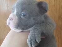 45 günlük 2 erkek ve 3 dişi french bulldog