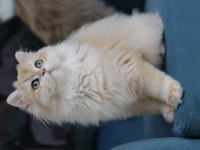 British longhair Ny 12 dişi