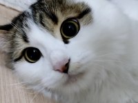 1 BUÇUK YAŞINDA KIZIMIZA YENİ YUVA ARIYORUZ