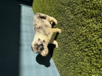 Dünyanın en zeki köpek ırkı