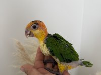 BEBEK KAYIK PAPAĞANI PORTAKAL KAFA