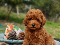 Şecereli Dişi ve Erkek Toy Poodle Yavrularımız