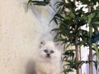 BRITISH LONGHAIR YAVRULARIM 