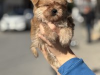 A kalite teacup erkek morkie yavrumuz