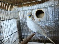 Muhabbet kuşu evde bakılan
