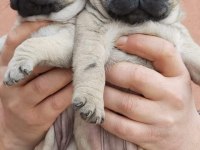 Muhteşem Pug Mops Bebekler