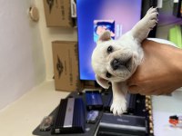 French bulldog yavrular