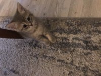 British shorthair 2 aylık erkek