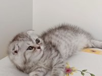 Güzeller güzeli scottish fold kızımız kendine yuva arıyor