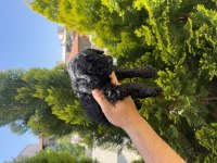 Harika Siyah Toy Poodle Yavrular