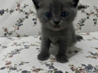 Mersin british shorthair yavrularımız