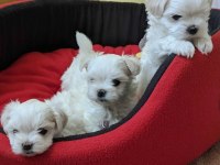 Safkan teacup maltese bebekler