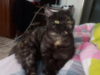 british black tabby kız