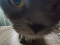 Scottish Fold Sahiplendirme (İzmit)
