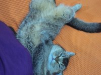 DİŞİ BRİTİSH SHORTHAİR KEDİME DAMAT ARIYORUZ