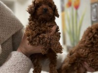 SAFKAN TOY POODLE