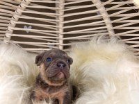 Renkli Gözlü Irk Garantili French Bulldog Yavrularım
