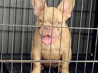 SAFKAN ÖZEL FRENCH BULLDOG