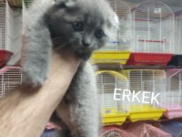 Yavru kedi