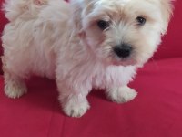 MALTİPOO YAVRU KÖPEKLERİMİZ