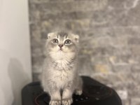 SCOTTISH FOLD A KALİTE YAVRULARIM 