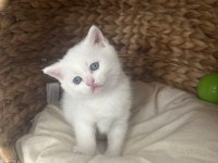 Koca kafa bir yıl be scottish fold kediler