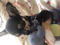 Orjinal elma kafa minyatür chihuahua aşıları tam